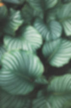 Green leaves